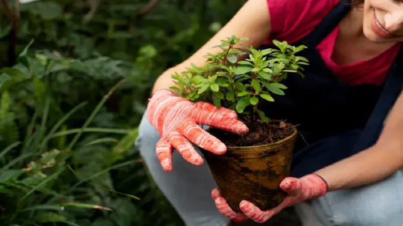 Enhancing Burlington’s Landscapes: The Impact of Professional Tree Care Services